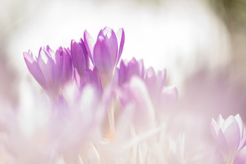 wonderfulp View of close-up magic blooming spring flowers crocus