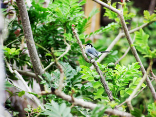 Tropical pearl climbing on an obo tree trying to get food