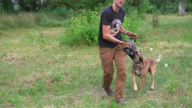 A Belgian Malinois Dog Is Undergoing Training With A Man. The Dog Grabbed His Teeth Into The Toy That The Man Holds In His Hands. Dog Training Concept Video
