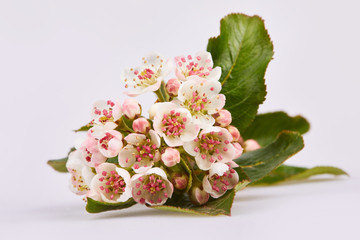 Aronia melanocarpa or black chokeberry white flowers on a branch isolated on white background. Flowers of chokeberry 
