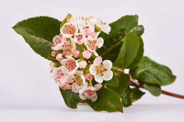 Aronia melanocarpa or black chokeberry white flowers on a branch isolated on white background. Flowers of chokeberry 