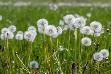 L&ouml;wenzahn - Pusteblumen - Stilleben