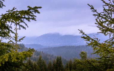 Green forest with mountains in the back