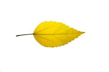  Isolated leaf texture in White Background