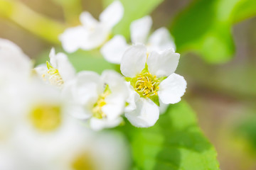 Naklejka na ściany i meble Blooming bird cherry close-up. Detailed macro photo. Beautiful white flowers. Great image for postcards. The concept of spring, summer, flowering.