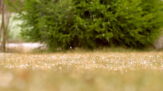 Thunderstorm with heavy hail and sleet showers. Hailstones on the grass.