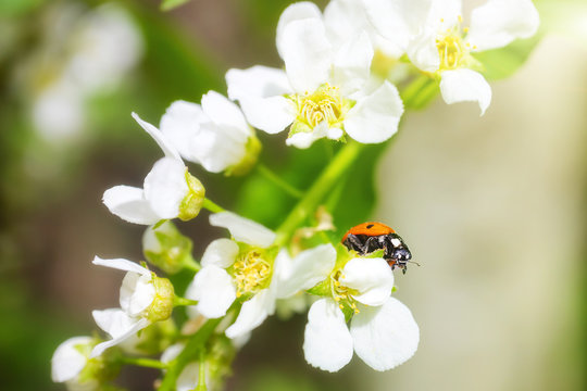 Blooming bird cherry close-up. A ladybug is sitting on one of the flowers. Detailed macro photo. Beautiful white flowers. Great image for postcards. The concept of spring, summer, flowering.