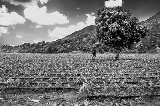 dramatic image of farm and field with Haitian fieldworkers high in the caribbean mountains of the dominican republic.