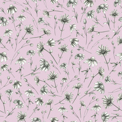 Seamless pattern with pencil daisy chamomile on background pink. Herb pattern. Botanical illustration. Nature hand drawn background.