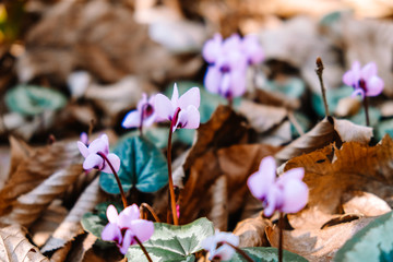cyclamen grows through leaves in spring, primroses