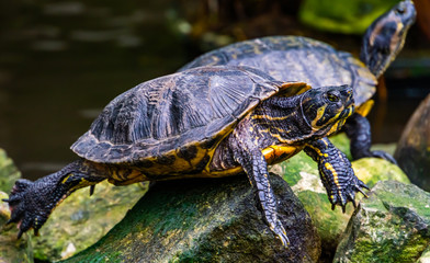 closeup portrait of a yellow bellied cumberland slider turtle, tropical reptile specie from America