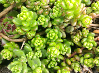 texture of green close lots of succulents for background and Wallpaper