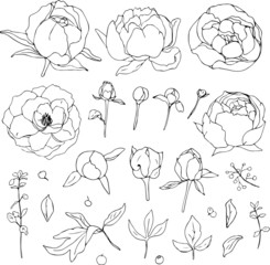 A set of peonies and other flower elements in black and white