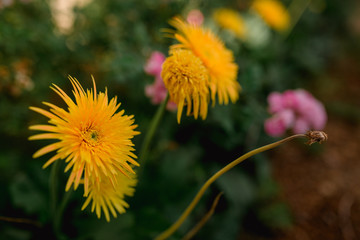 yellow flower in the garden