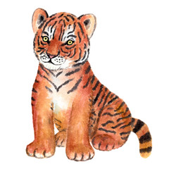 Tiger on white background, tiger cab, watercolor illustration,  isolated on white background 