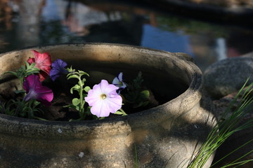 Lilac flower in the sun in an old pot on a background of water