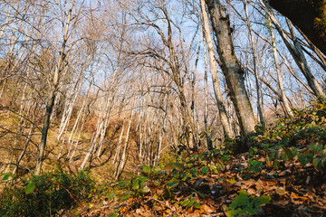 spring forest sunny day landscape beautiful