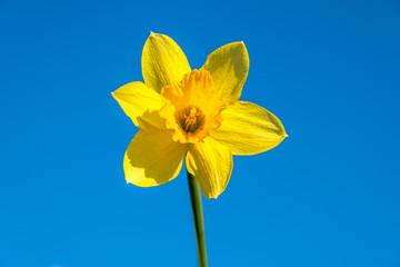 Daffodil bright yellow on frn blue sky. The concept of the seasons, the weather. Gardening