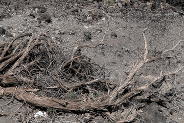 Old Broken Textured Decomposing Driftwood Tree in Volcano Crater, Mount Teide, Tenerife