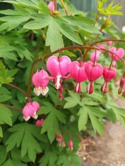 Obraz na płótnie Canvas Pink Bleeding Heart Plant, Dicentra Spectabilis flowers