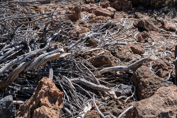 Old dry broken tree decomposing in volcanic rocks at Mount Teide, Tenerife