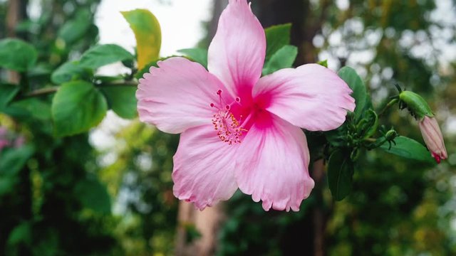 Pink hibiscus flower swaying in the wind. Rose mallow growing in a tropical garden. Chinese rose flower bloomed on a summer day. Beautiful floral background. Beautiful nature in the tropics