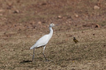 Cattle egret, Bubulcus ibis, on a field in East Africa.