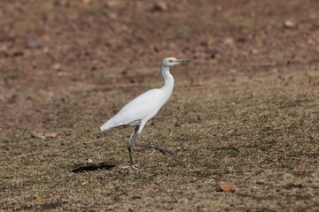 Cattle egret, Bubulcus ibis, on a field in East Africa.