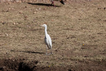 Cattle egret, Bubulcus ibis, on a field in East Africa.