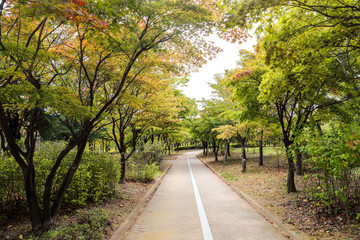 Obraz premium park with a full of fall colors