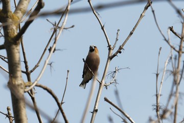 Hawfinch, Coccothraustes coccothraustes