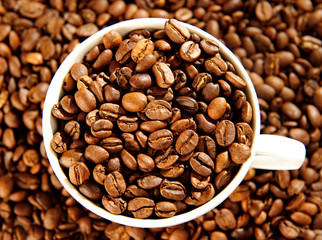 coffee beans in a cup