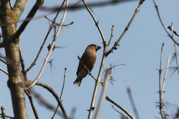 Hawfinch, Coccothraustes coccothraustes