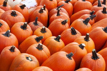A bunch of orange pumpkins ready for sale