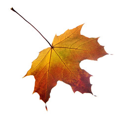 autumn maple leaf