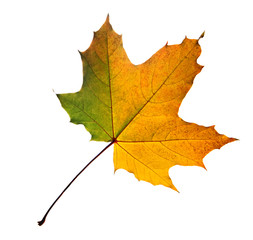 autumn maple leaf