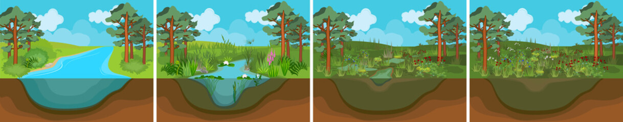 Fototapeta na wymiar Pond succession. Sequence of stages of biotope change: from pond to swamp