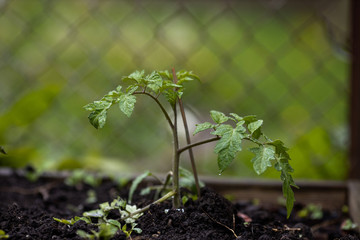young tomato plant
