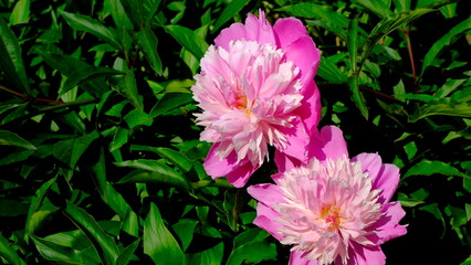 
Pink peonies in a city park
Floral background for web design.