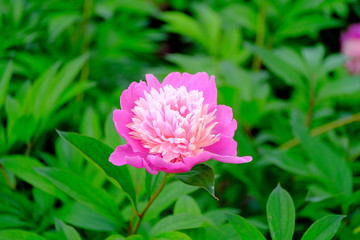 Obraz premium Pink peonies in a city park Floral background for web design.