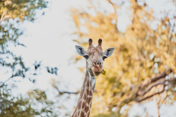 Giraffe spotted during Game Reserve in Karongwe South Africa