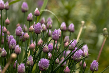 Fototapeta premium Chive Flowers