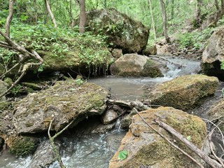 Stream in the forest. Stones with moss. Green plants and leaves on the bushes. Old dry branches.