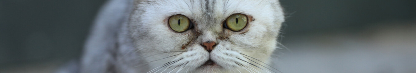 eyes of a british cat