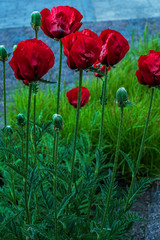 Opium poppy grows growing right next to the house among other 