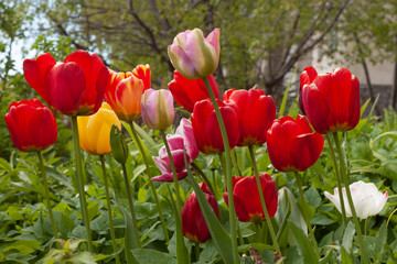 Red tulips near the house vertical view 2