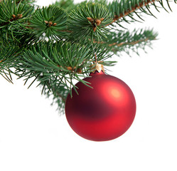 Fototapeta na wymiar red christmas ball on tree