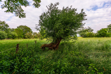 Old tree in nature reserve