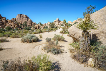 hiking the hidden valley trail in joshua tree national park, california, usa