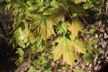 Spring maple leaves in sunlight